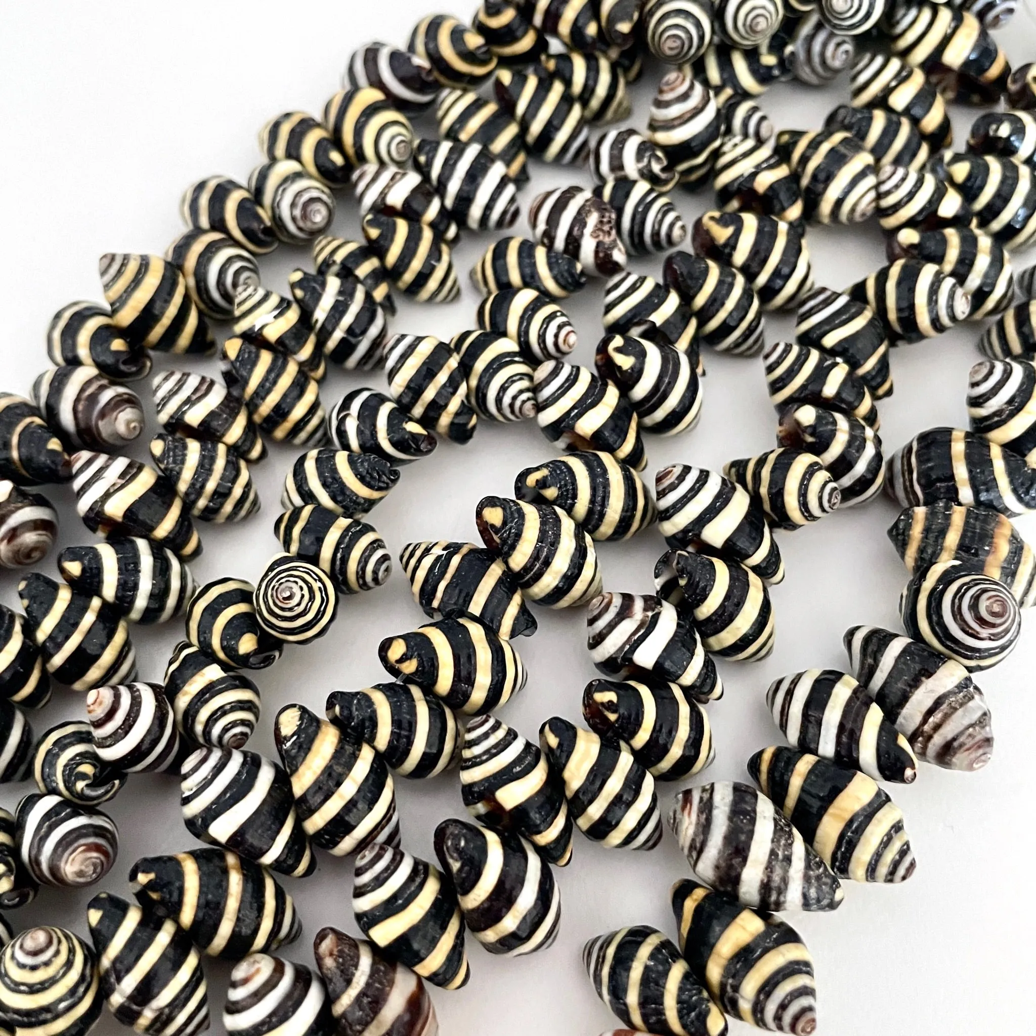 Zebra Striped Nassa Shell Bead